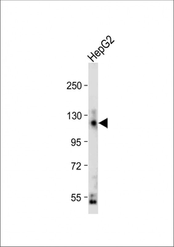 CEACAM Antibody (N-term)
