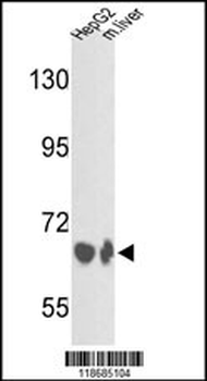 BF Antibody (Center)