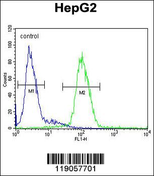 CP Antibody (N-term)