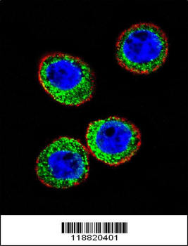 MME Antibody (Center)