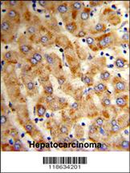 HYOU1 Antibody (Center)