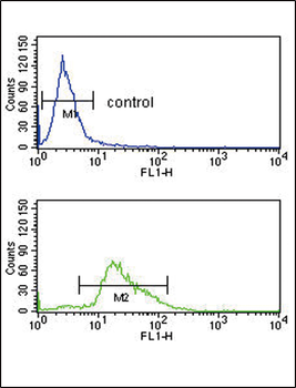 PLG Antibody (C-term)