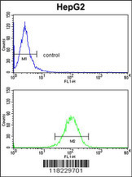 HOMER1 Antibody (N-term)