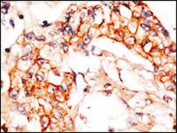 NAE1 (APPBP1) Antibody (C-term)