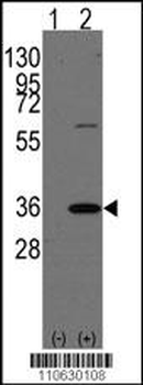REA (PHB2) Antibody (N-term)