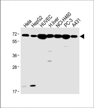 ADRB2 Antibody (S364)