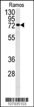 CDC25B Antibody (S353)