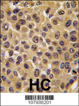 CDC25B Antibody (Center)