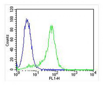 MAPK14 Antibody (Y323)