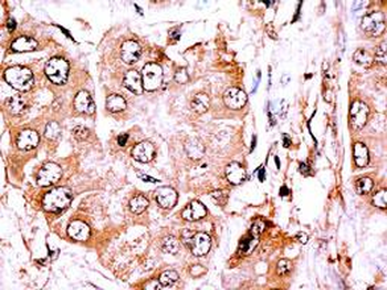 CLASP2 Antibody (C-term)