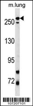 PARK8 (LRRK2) Antibody (L893)