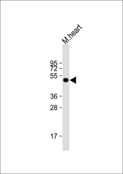 LAG3 Antibody (Center)