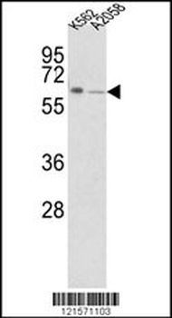 FPGS Antibody (Center)
