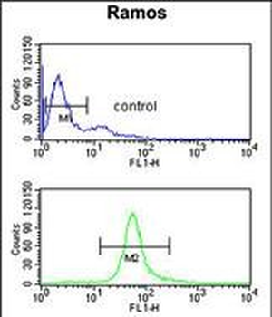 CBS Antibody (N-term)