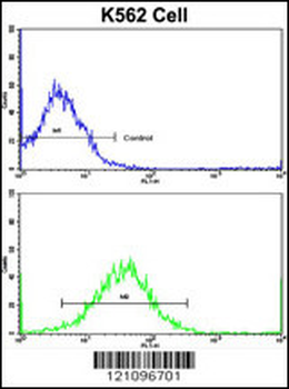 TH Antibody (C-term)