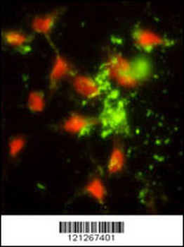 SRP72 Antibody (Center)