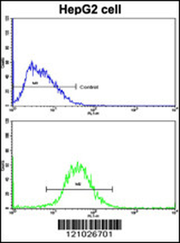 FTH1 Antibody (C-term)