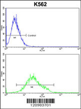 GTF2I Antibody (C-term)