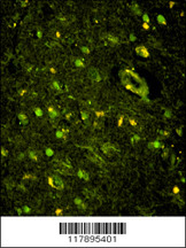 KHSRP Antibody (N-term)