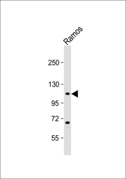 GNAS Antibody (Center)