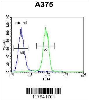 ECE-1 Antibody (C-term)