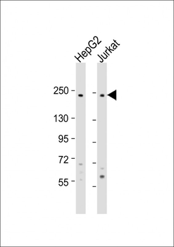 LAMB2 Antibody (C-term)