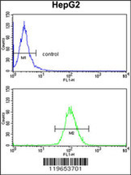 TF Antibody (C-term)