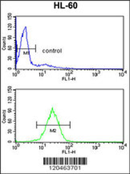 HSD17B7 Antibody (N-term)