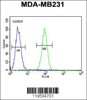 Fascin-3 Antibody (N-term)
