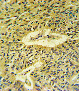 Smad7 Antibody (Center)