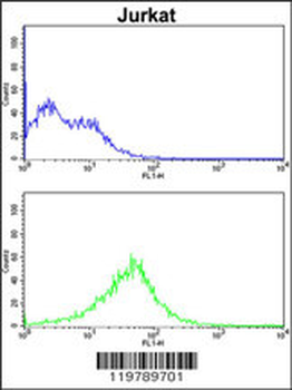 CHC1L Antibody (N-term)