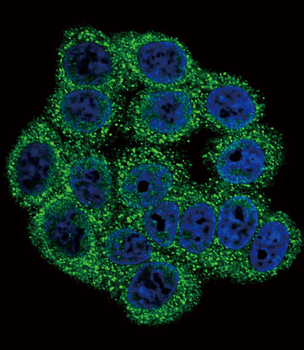 INHA Antibody (N-term)
