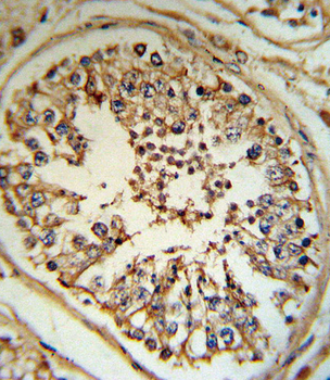 INHA Antibody (N-term)