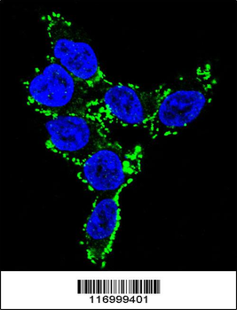 CYP2C19 Antibody (N-term)