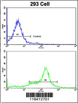KRT10 Antibody (N-term)