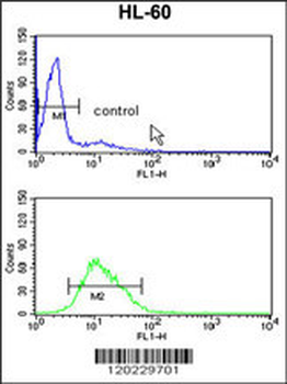 RAN Antibody (N-term)