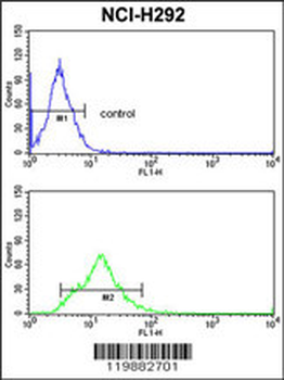 TAGLN Antibody (C-term)