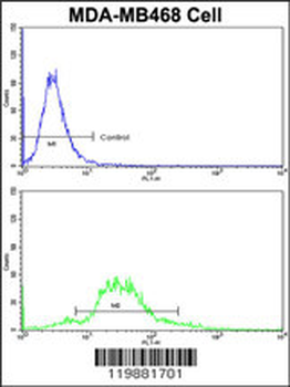TAGLN Antibody (N-term)