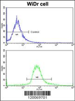 GLO1 Antibody (N-term)