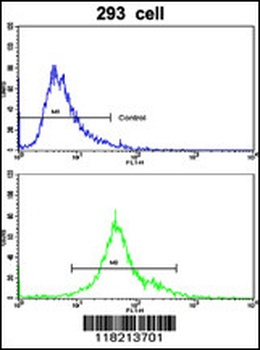EMILIN1 Antibody (N-term)
