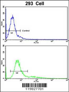 RNGTT Antibody (C-term)