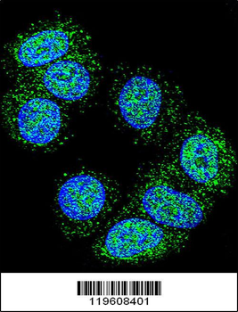 EEF1A1 Antibody (C-term)