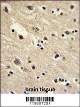EEF1A1/ EEF1A2 Antibody (N-term)