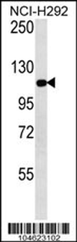 Metabotropic Glutamate Receptor 3 Antibody (C-term)