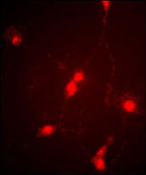 CLC4 Antibody (C-term)