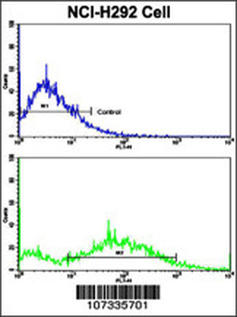 CCNE1 Antibody (C-term)