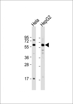 MMP20 Antibody (Center)