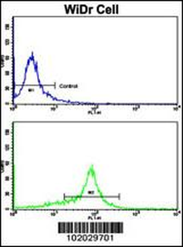 MMP15 Antibody (N-term)