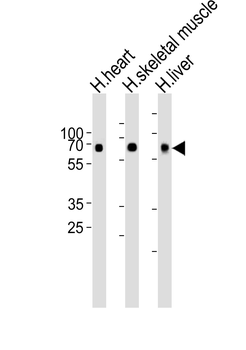 Cry2 Antibody (C-term)