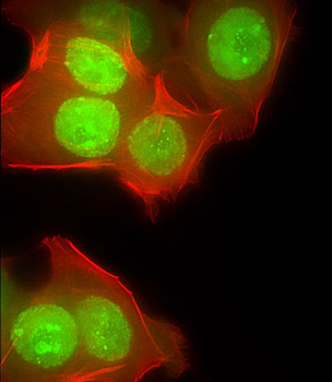 CUX1 Antibody (C-term)